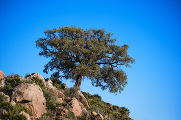 Fototapeta na wymiar Cork oaks in the Massif de l'Esterel near Antheor in the Department Var of the province Provence-Alpes-Cote d´Azur