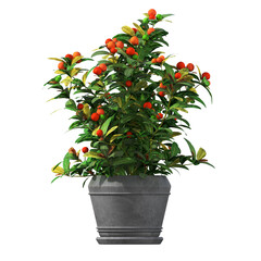 decorative flowers and plants for the interior, isolated on transparent background, 3D illustration, cg render
