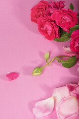 Pink roses with green leaves overhead view - flat ly