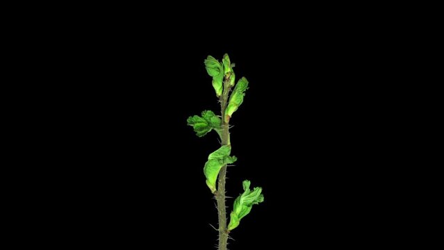 Time lapse of opening white wild rose (Rosa rubiginosa) in RGB + ALPHA matte format isolated on black background. Many mites can be seen on such plants
