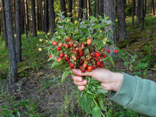 A bouquet of strawberries (Fragaria vesca) in a woman's hand.