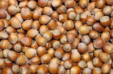 A set of hazelnuts. Concept of nuts and nutrition