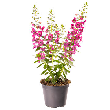 Beautiful angelonia flowers