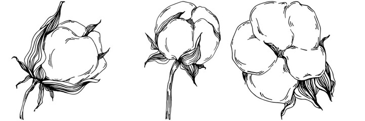 Vector cotton summer. Isolated botanical flower, leaves. Black and white engraved sketch ink art. Leaf plant botanical garden floral foliage. Wildflower drawing leaf illustration element.