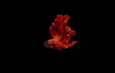 Siamese fighting fish.Multi color fighting fish isolated on black background.	