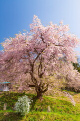 長野県小川村立屋の桜風景（ベニシダレザクラ）