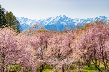 長野県小川村立屋・桜と北アルプスの風景