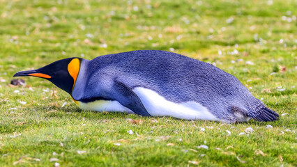 Volunteer Point, Falkland Islands, UK