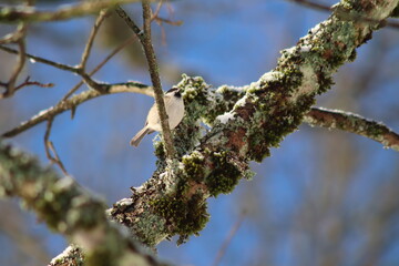 Feldsperling