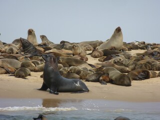 Fototapeta premium Fur seal colony at Cape Cross, Swakopmund, Namibia