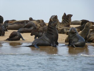 Fur seal colony at Cape Cross, Swakopmund, Namibia