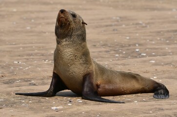 Portrait of a cute little fur seal at Cape Cross