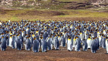 Obraz premium Volunteer Point, Falkland Islands, UK