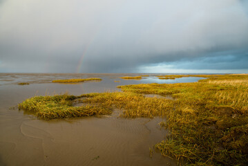 Wadden sea on the island Romo in Denmark, intertidal zone, wetland with plants, low tide at north...