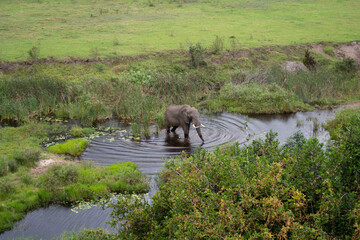 Fototapeta na wymiar Wild Life photos from a safari in Africa