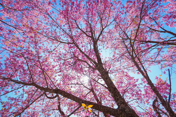 Under the Pink tree, Pink Cherry Sakura Blossom, Flower in Thailand, Phu-lom-Lo Loei Province. Pink flower Background. Blue sky. Relaxation.