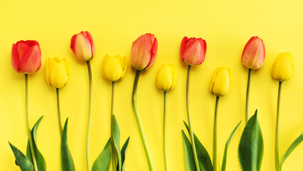 Spring banner with Beautiful flowers tulips. spring or summer floral background