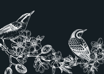 Nuthatchs sitting on flowering almond branch sketch. Vector spring garden illustration on chalkboard. Hand drawn passerine birds singing on blooming tree with nuts, leaves and flowers for print