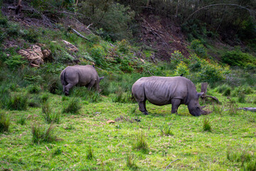 Fototapeta premium Wild Life photos from a safari in Africa