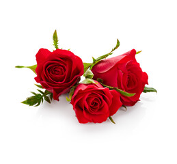 Valentine day red roses isolated on white background