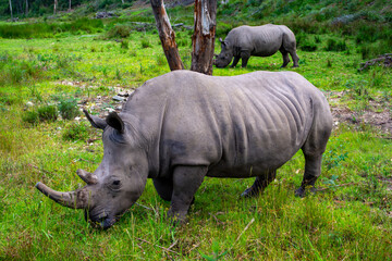 Wild Life photos from a safari in Africa