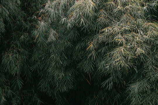 bamboo forest background - Powered by Adobe