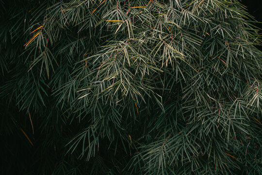 bamboo forest background