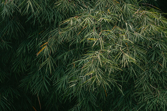 bamboo forest background