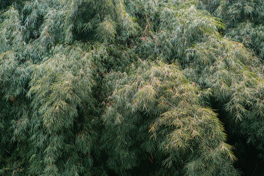bamboo forest background