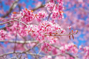 Pink Cherry Sakura Blossom close up, Flower in Thailand, Phu-lom-Lo Loei Province. Pink flower Background. Blue sky. Relaxation.