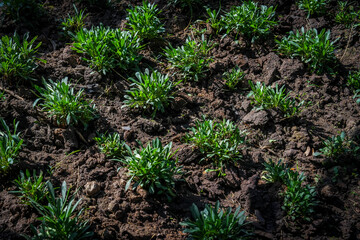 organic farm, green little plant. pattern. young tree.