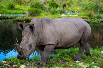 Obraz premium Wild Life photos from a safari in Africa