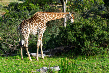 Wild Life photos from a safari in Africa