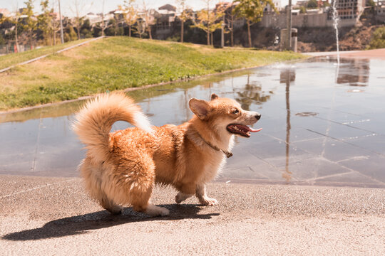 Welsh Corgi dog with curly tail walking in city park after rain