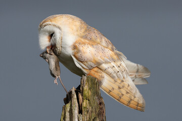 A portrait of a Barn Owl with a caught mouse in its beak
