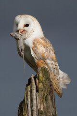 A portrait of a Barn Owl with a caught mouse in its beak
