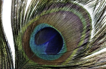 wallpaper of one colored peacock feather isolated on white background with  copy space, macro