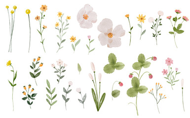 Set of watercolour wildflowers. Watercolour botanical. Plant and flowers. - 568713809