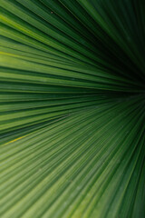 Obraz premium Green palm leaf layered texture background