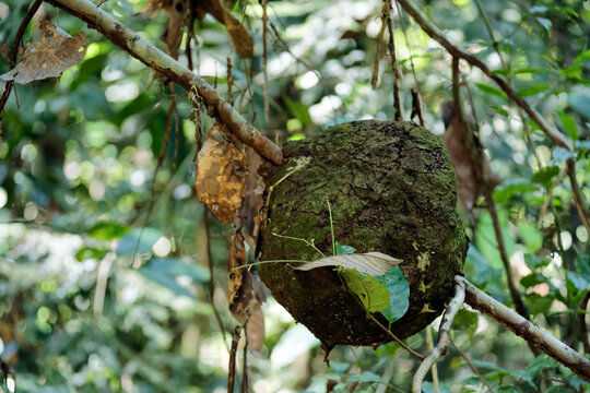 Froschschenkel Bilder – Durchsuchen 23,041 Archivfotos, Vektorgrafiken ...