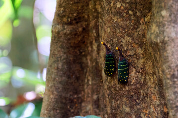 Die tropische Welt von Borneo - Malaysia