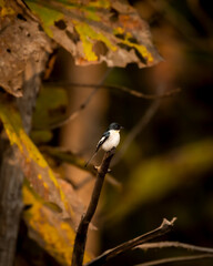 White bellied Minivet or Pericrocotus erythropygius perched on branch during winter migration at panna national park forest madhya pradesh india asia
