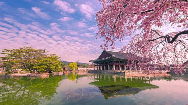 Time lapse 4K of Gyeongbokgung palace and Cherry blossom in spring, Seoul at South Korea.