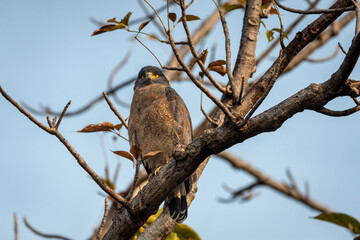 Crested Serpent Eagle or Spilornis cheela closeup or bird of prey portrait perched on tree in morning safari at panna national park tiger reserve madhya pradesh india asia