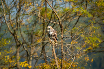 changeable or crested hawk eagle or nisaetus cirrhatus perched on tree in natural scenic view or frame in background at dhikala zone of jim corbett national park or forest reserve uttarakhand india