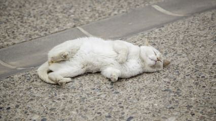 Abandoned stray white cat