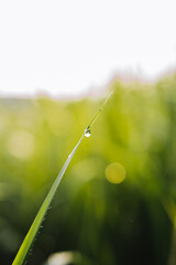 Beautiful isolated green leaf in the morning with dew with blurry background