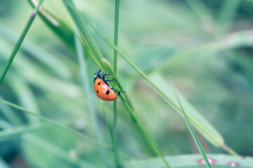 Little red ladybug climbing up on a thin green stem