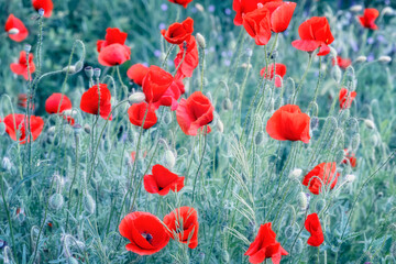 Close up view of poppy field