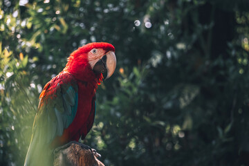 Found this beautiful bird, called Red Ara or many people call it Macaw, but whatever the name is, they are beautiful creatures. Landscape shot great for wallpaper and background. © Tito Rollis